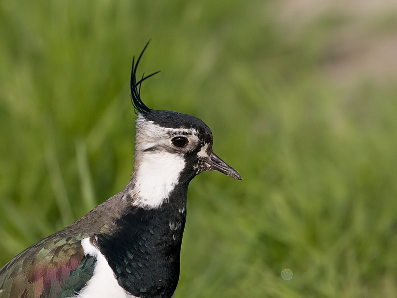 Vanellus vanellus Kievit Northern Lapwing